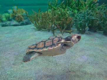 鴨川シーワールドに投稿された画像（2023/7/22）