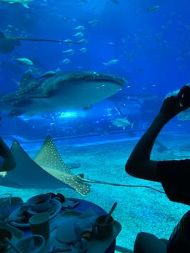 沖縄美ら海水族館に投稿された画像（2023/7/22）
