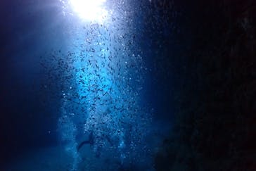 ダイビングショップ　ハイビスカスに投稿された画像（2023/7/18）