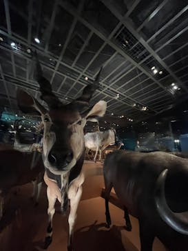 国立科学博物館に投稿された画像（2023/7/22）