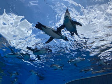 サンシャイン水族館に投稿された画像（2023/7/22）