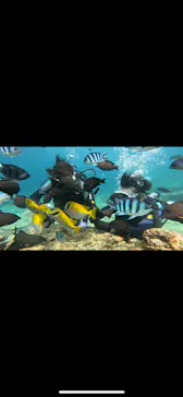 武藤潜水に投稿された画像（2023/7/22）