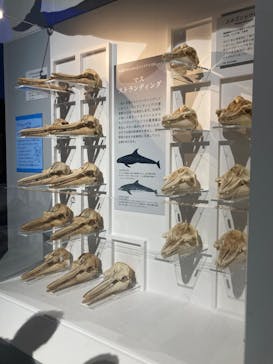 特別展「海　―生命のみなもと―」（国立科学博物館）に投稿された画像（2023/7/22）
