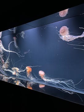 サンシャイン水族館に投稿された画像（2023/7/22）