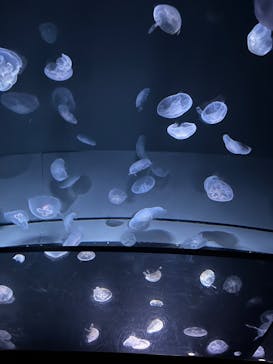 サンシャイン水族館に投稿された画像（2023/7/22）