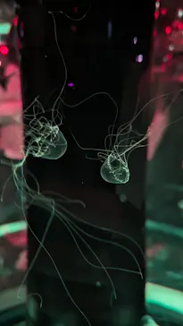 マクセル アクアパーク品川に投稿された画像（2023/7/22）