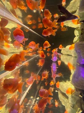 NARA KINGYO MUSEUMに投稿された画像（2023/7/22）