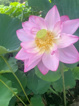 三溪園に投稿された画像（2023/7/22）