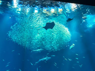 アクアワールド茨城県大洗水族館に投稿された画像（2023/7/22）