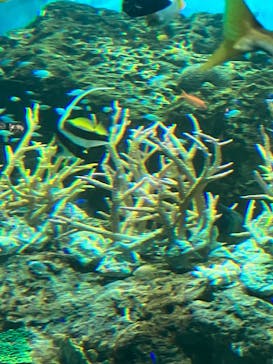 アクアワールド茨城県大洗水族館に投稿された画像（2023/7/22）