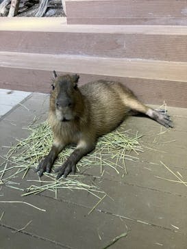 カワスイ 川崎⽔族館に投稿された画像（2023/7/22）
