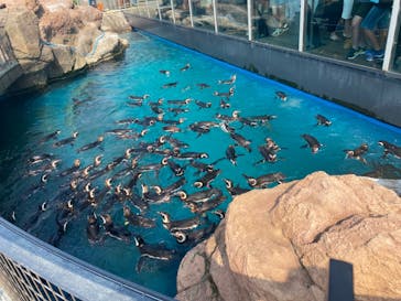 上越市立水族博物館 うみがたりに投稿された画像（2023/7/22）