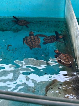 串本海中公園水族館に投稿された画像（2023/7/22）