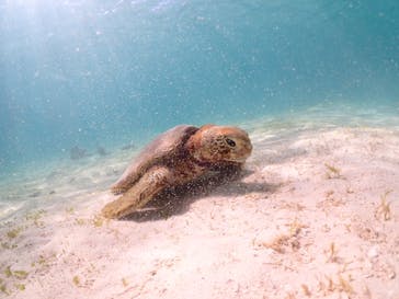 nico 宮古島に投稿された画像（2023/7/22）