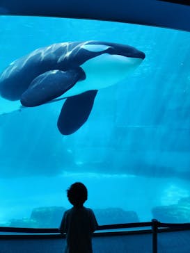 名古屋港水族館に投稿された画像（2023/7/22）