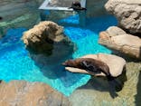 京都水族館に投稿された画像（2023/7/22）