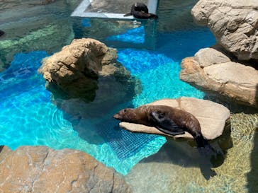 京都水族館に投稿された画像（2023/7/22）