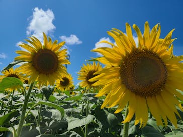 成田ゆめ牧場に投稿された画像（2023/7/22）