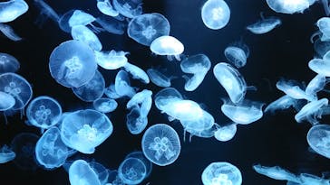 AOAO SAPPOROに投稿された画像（2023/7/22）