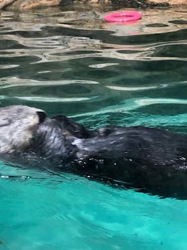 マリンワールド海の中道に投稿された画像（2023/7/22）