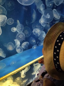 鴨川シーワールドに投稿された画像（2023/7/22）