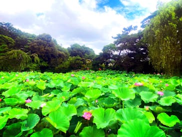 三溪園に投稿された画像（2023/7/22）