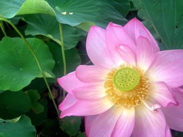 三溪園に投稿された画像（2023/7/22）