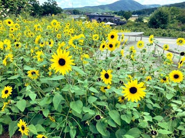 いばらきフラワーパークに投稿された画像（2023/7/22）