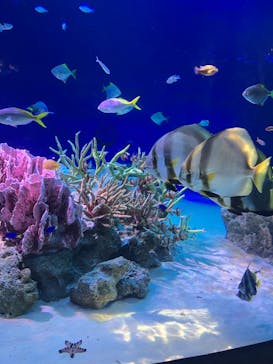 新江ノ島水族館に投稿された画像（2023/7/22）