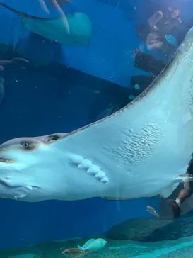 マクセル アクアパーク品川に投稿された画像（2023/7/22）