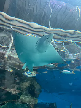 マクセル アクアパーク品川に投稿された画像（2023/7/22）