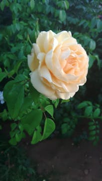 京成バラ園に投稿された画像（2023/7/22）