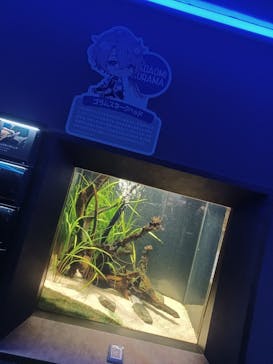 カワスイ 川崎⽔族館に投稿された画像（2023/7/22）