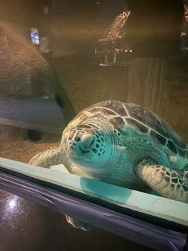 マリンワールド海の中道に投稿された画像（2023/7/22）