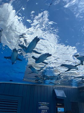 サンシャイン水族館に投稿された画像（2023/7/22）