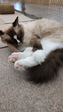 Moff アニマル カフェ イーアス 高尾店に投稿された画像（2023/7/22）