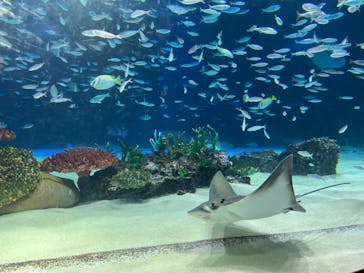 サンシャイン水族館に投稿された画像（2023/7/22）
