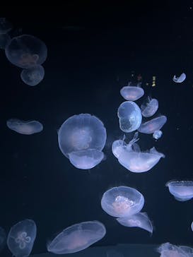 サンシャイン水族館に投稿された画像（2023/7/22）