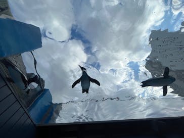 サンシャイン水族館に投稿された画像（2023/7/22）