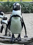 仙台うみの杜水族館に投稿された画像（2023/7/23）