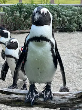 仙台うみの杜水族館に投稿された画像（2023/7/22）