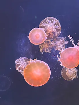 仙台うみの杜水族館に投稿された画像（2023/7/22）