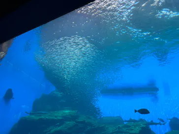 仙台うみの杜水族館に投稿された画像（2023/7/22）