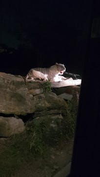 群馬サファリパークに投稿された画像（2023/7/22）