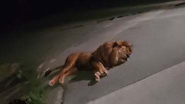 群馬サファリパークに投稿された画像（2023/7/22）