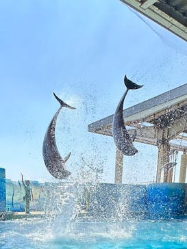 新江ノ島水族館に投稿された画像（2023/7/22）