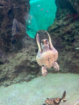 鴨川シーワールドに投稿された画像（2023/7/23）