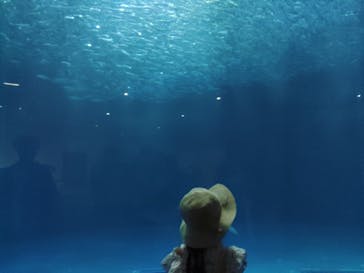 名古屋港水族館に投稿された画像（2023/7/23）