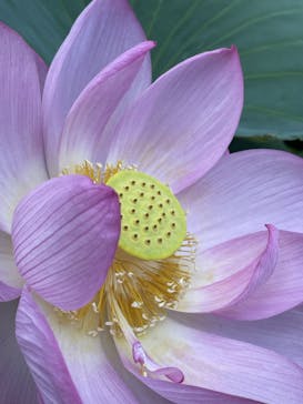 三溪園に投稿された画像（2023/7/23）