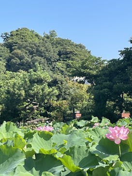 三溪園に投稿された画像（2023/7/23）